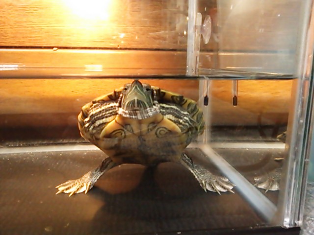 ������blog