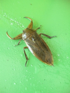 ������blog