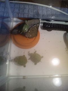 ������blog