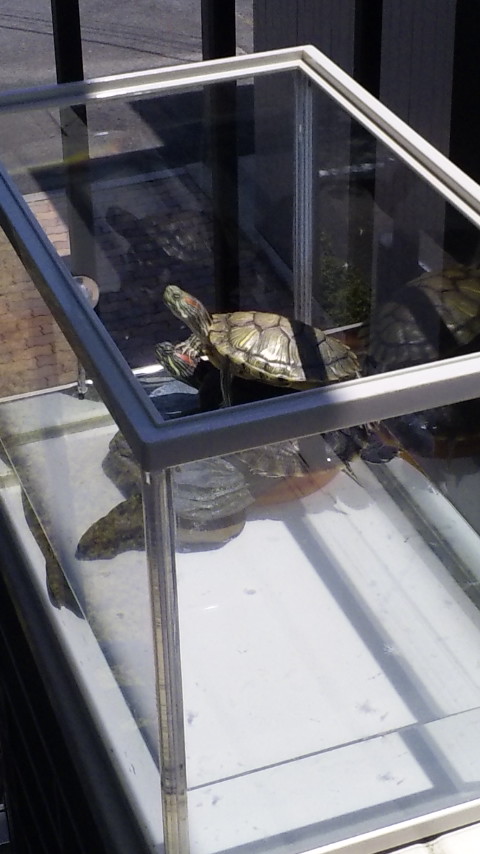 ������blog