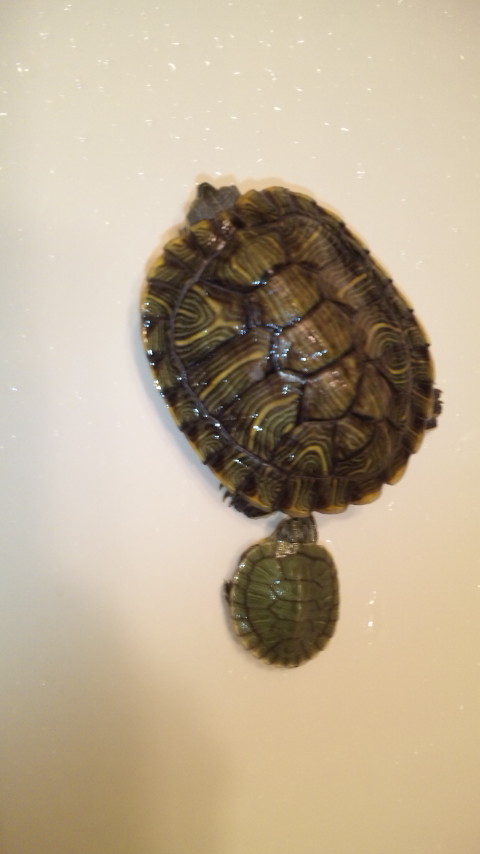 ������blog