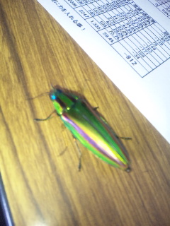 ������blog