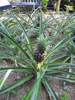 ������blog