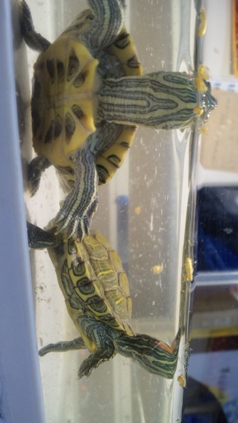 ������blog