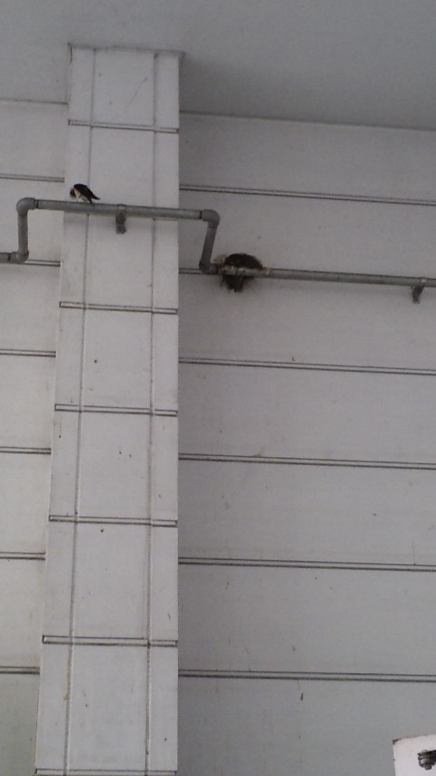 ������blog