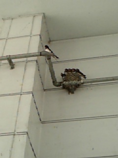 ������blog