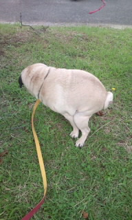 ������blog