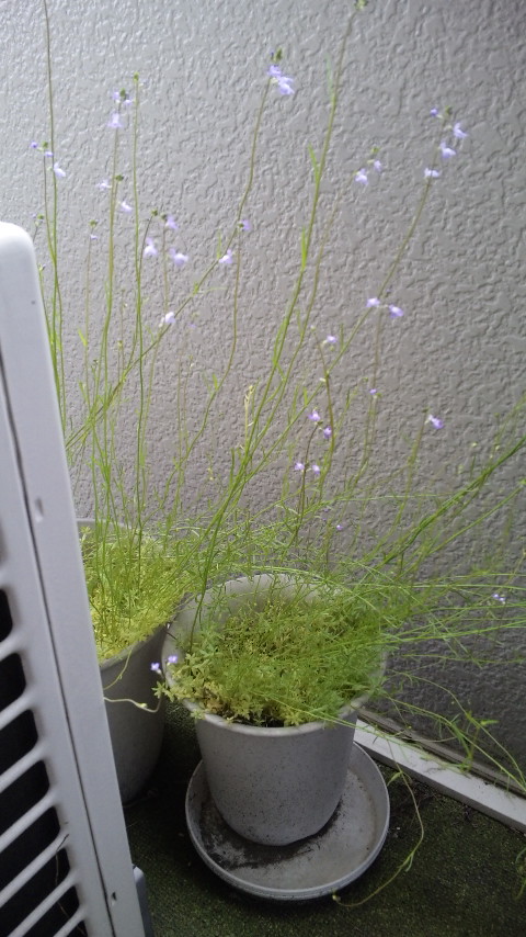 ������blog