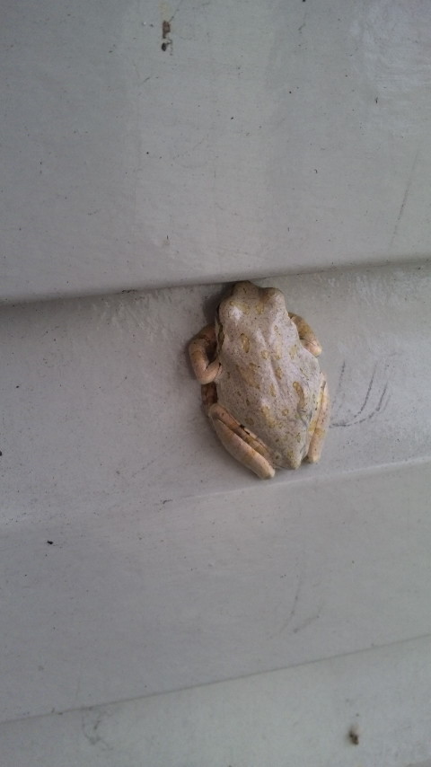 ������blog