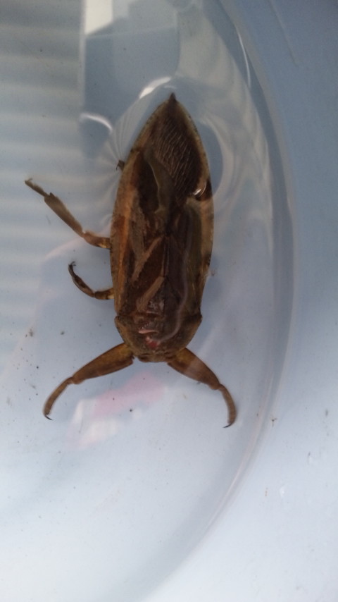 ������blog