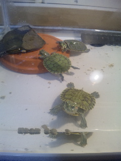 ������blog