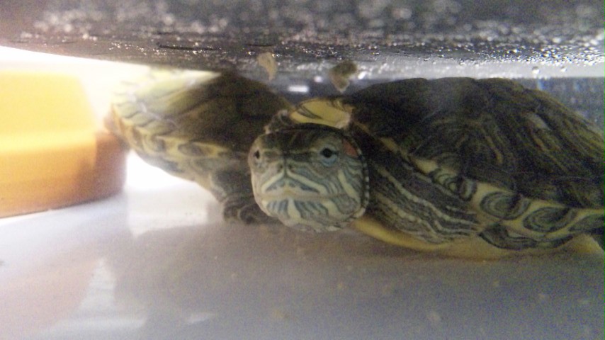 ������blog