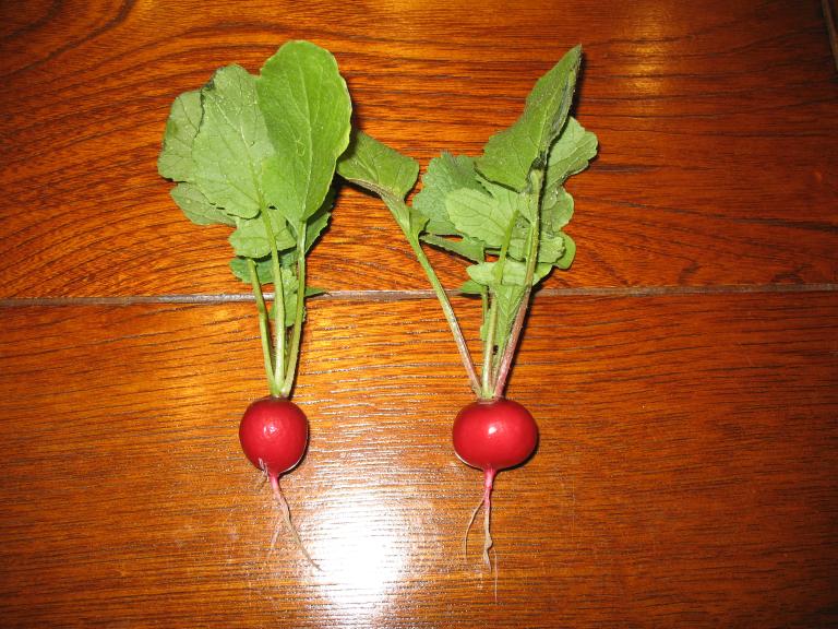 �R�C�̉��b�ƂP�C�̕s�ǂ̎q���