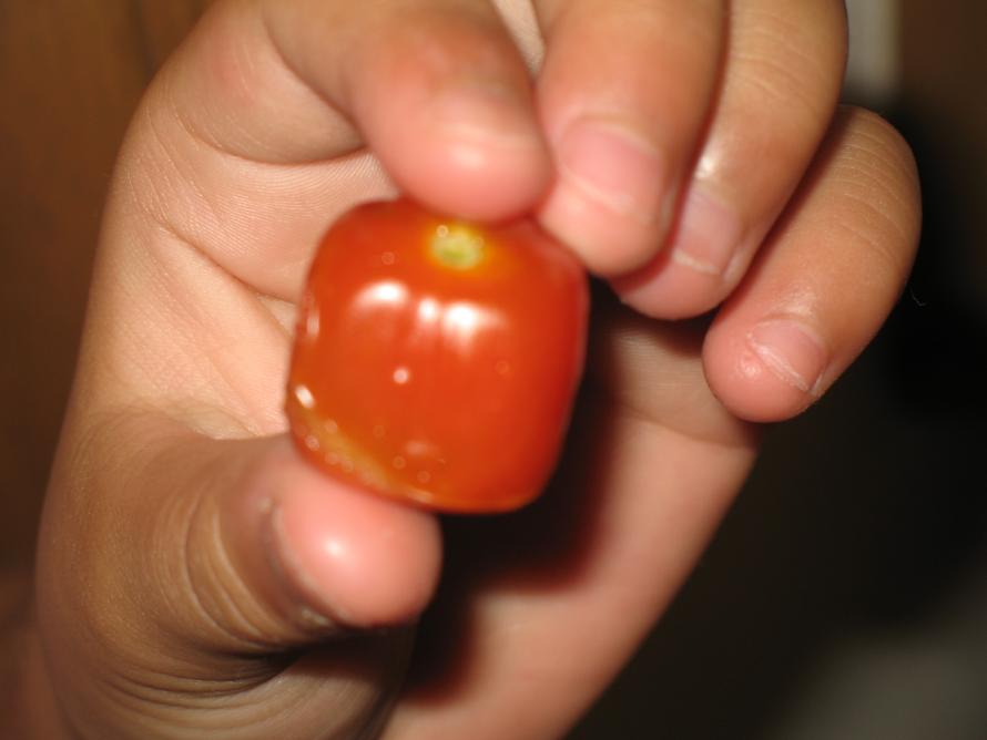 �R�C�̉��b�ƂP�C�̕s�ǂ̎q���