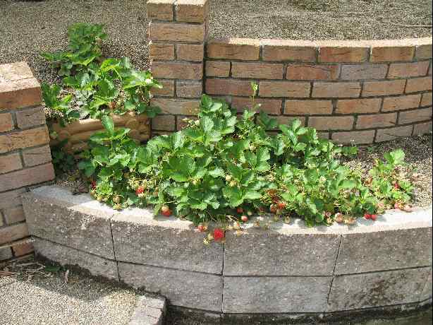 �R�C�̉��b�ƂP�C�̕s�ǂ̎q���