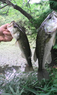 ���o�X�c�@�@�ލs�L