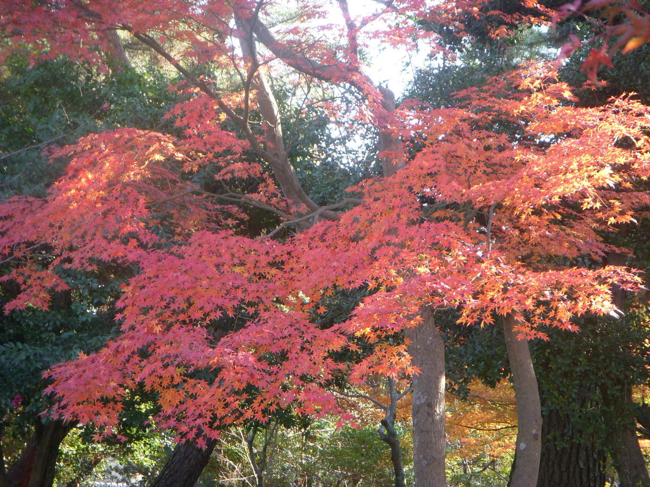 �e�C�N�A�E�g�̓X�@�ɉ��