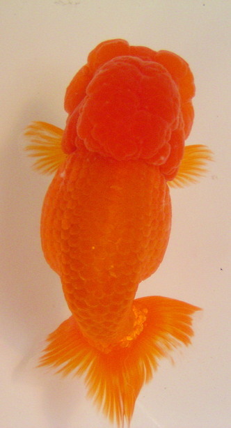 �܂����@��