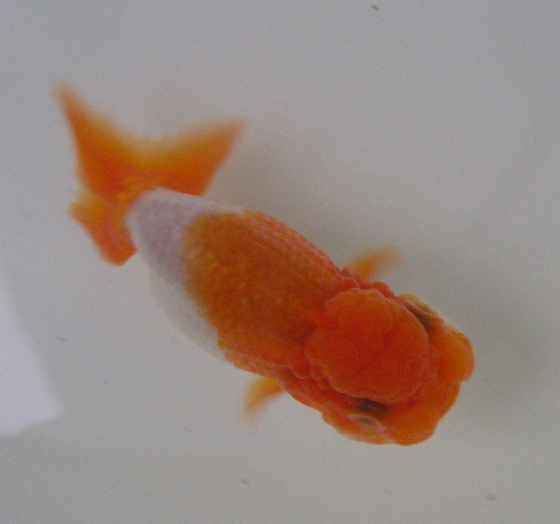 �܂����@��