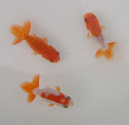 �܂����@��