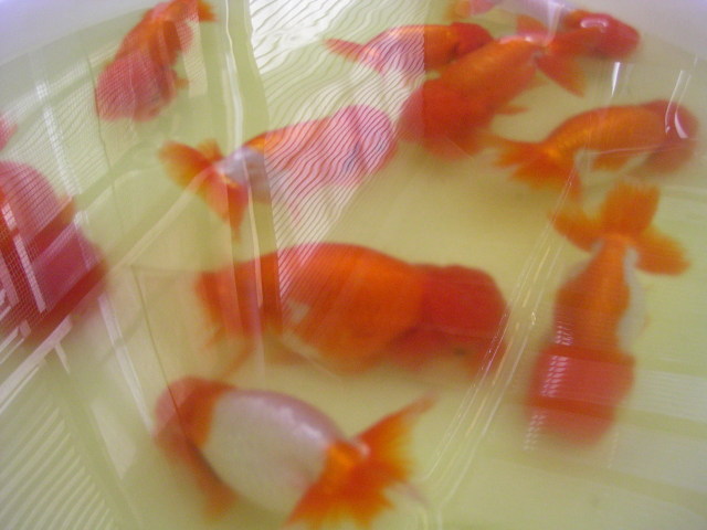 �܂����@��