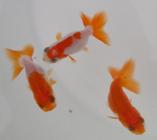 �܂����@��