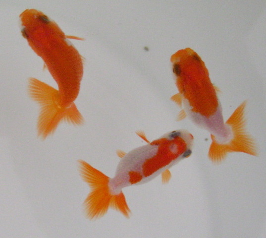 �܂����@��