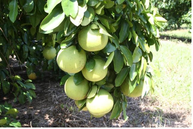 ����ڂ��