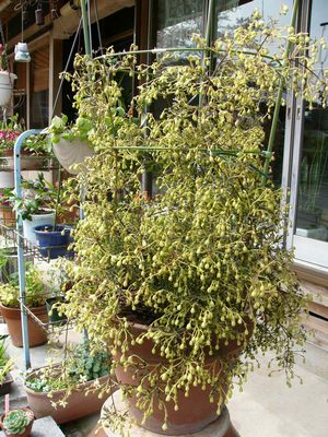 ����ڂ��