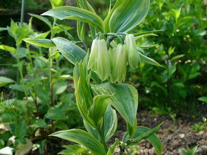 ����ڂ��