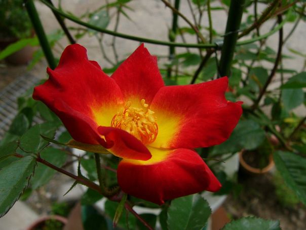 ����ڂ��