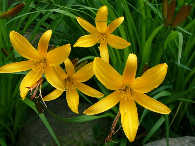 ����ڂ��