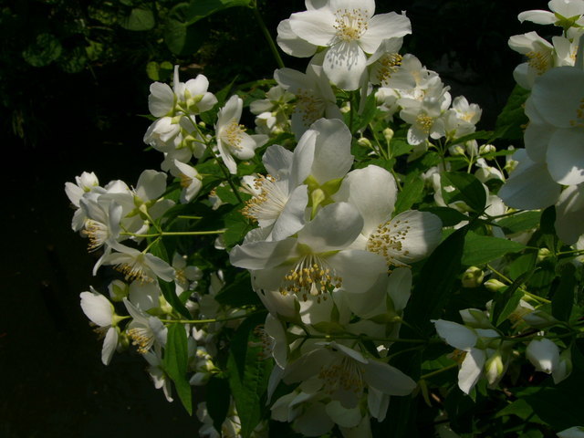 ����ڂ��