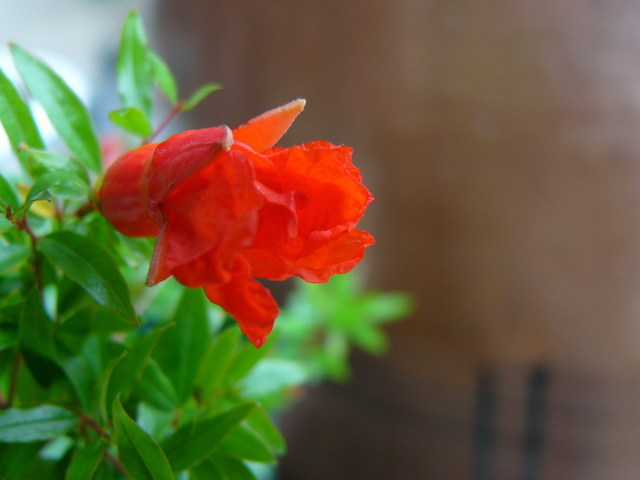 ����ڂ��