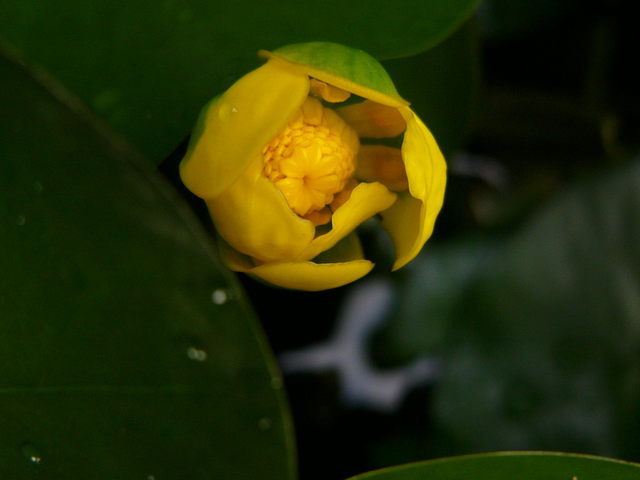 ����ڂ��