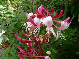 ����ڂ��