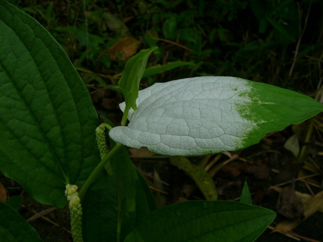 ����ڂ��