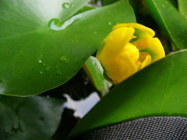 ����ڂ��