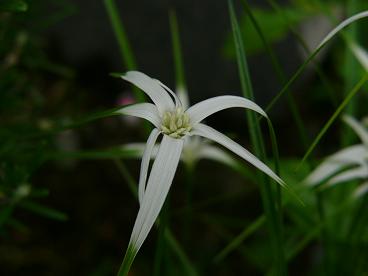 ����ڂ��