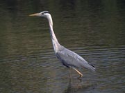 ����ڂ��