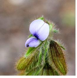 ����ڂ��