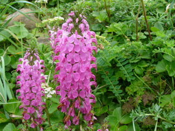 ����ڂ��