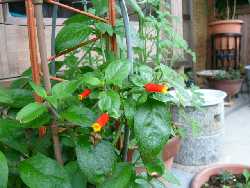 ����ڂ��