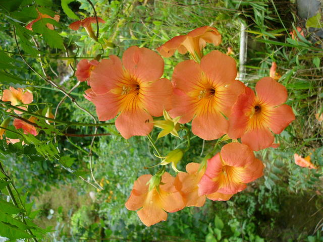 ����ڂ��