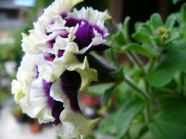 ����ڂ��