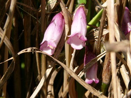 ����ڂ��