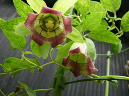 ����ڂ��