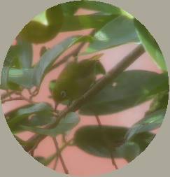 ����ڂ��