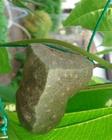 ����ڂ��