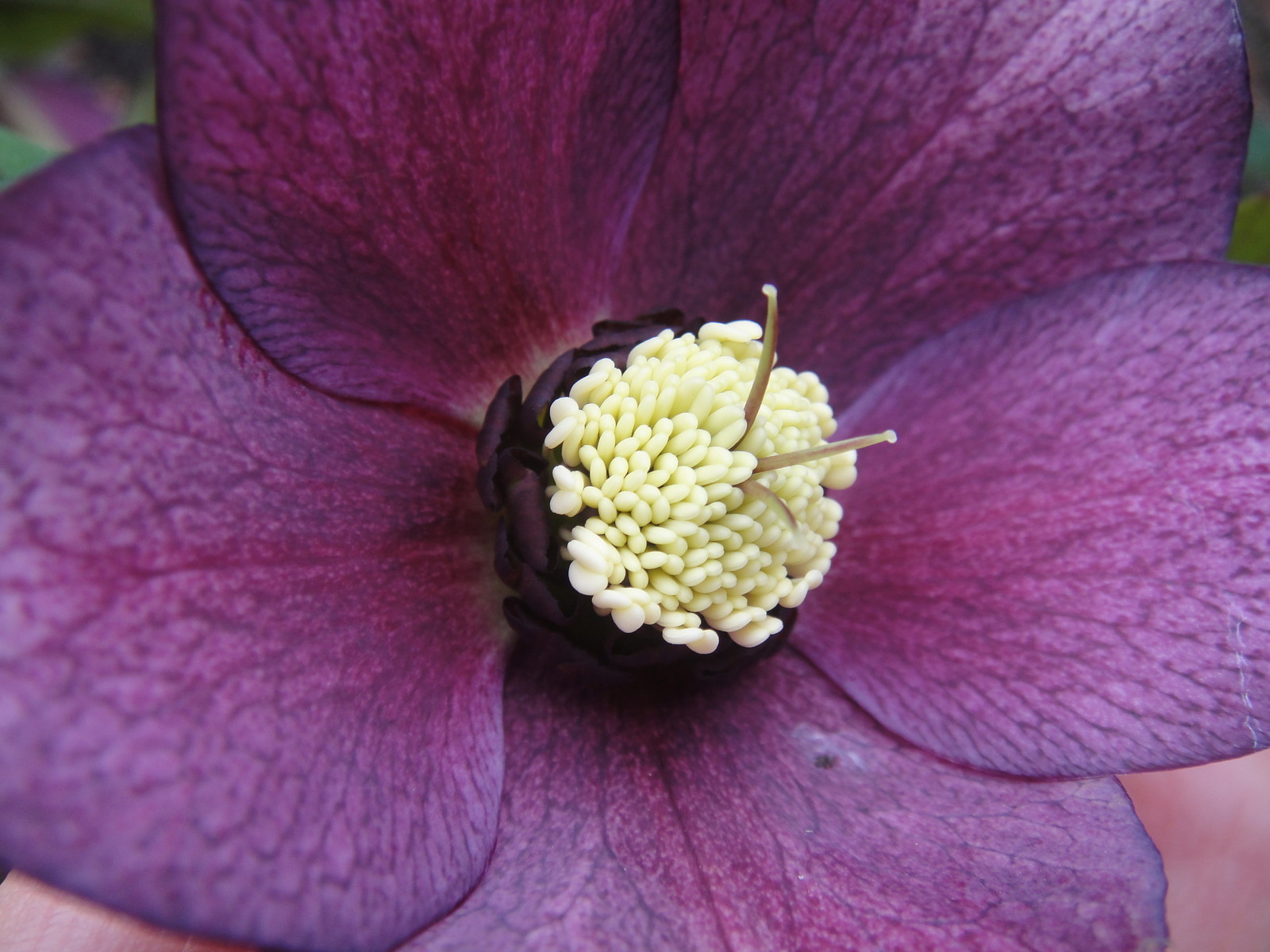 ����ڂ��